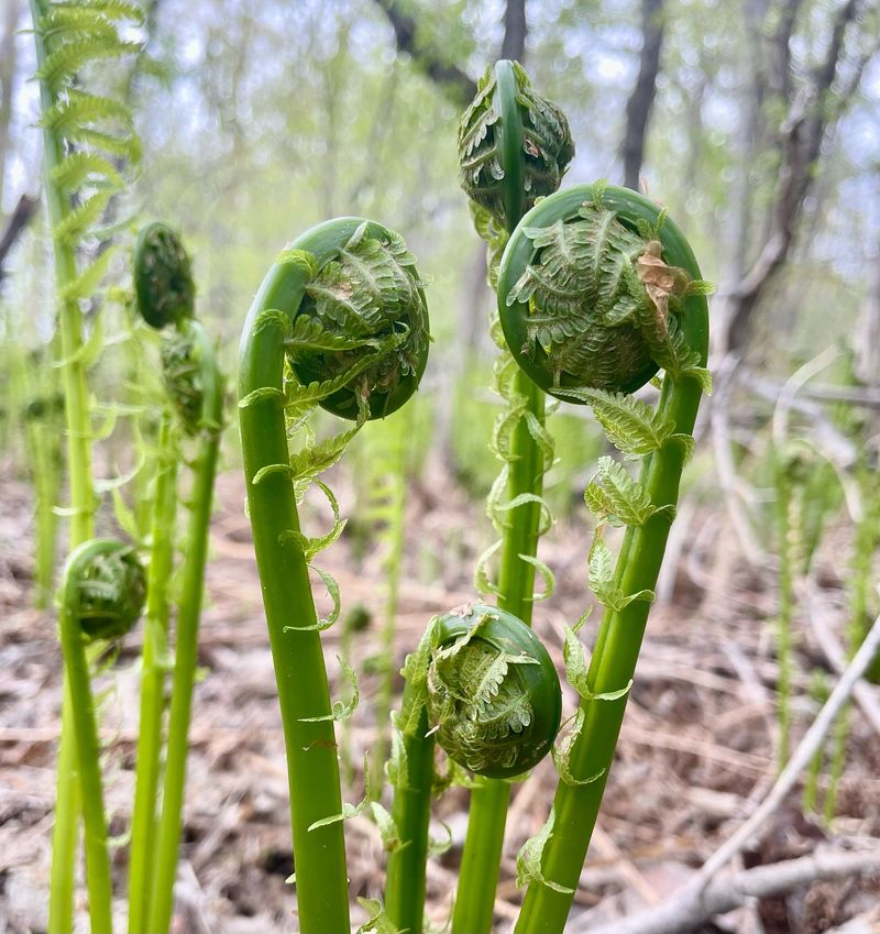 Fiddlehead Ferns