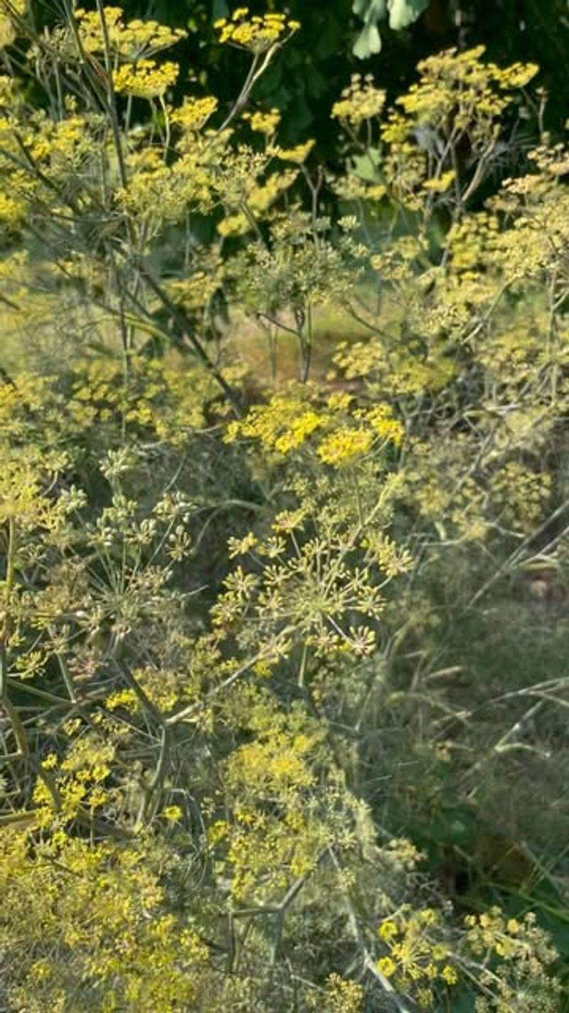 Bronze Fennel
