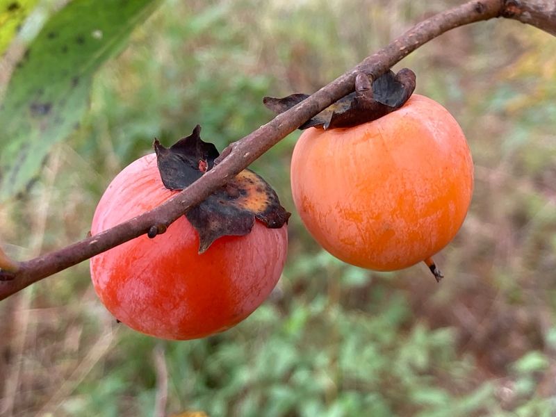 Persimmon