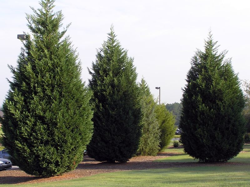 Leyland Cypress Letdowns
