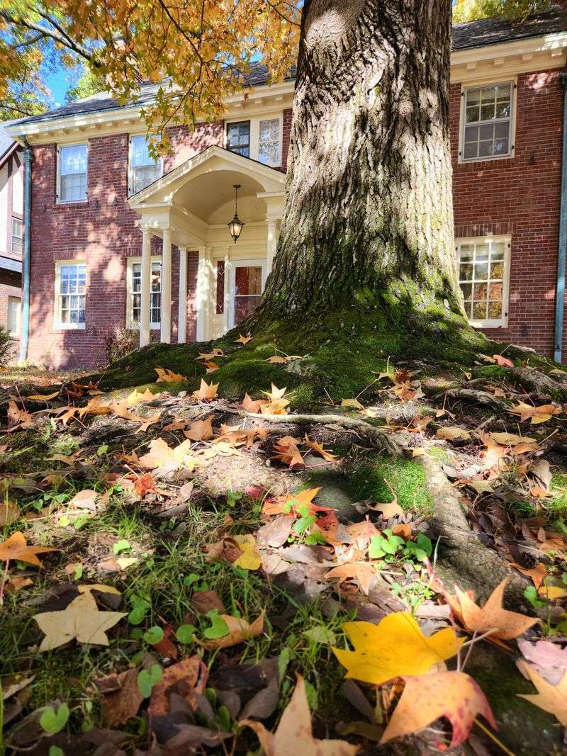 Sweetgum Trees: The Ankle-Twisting Menace