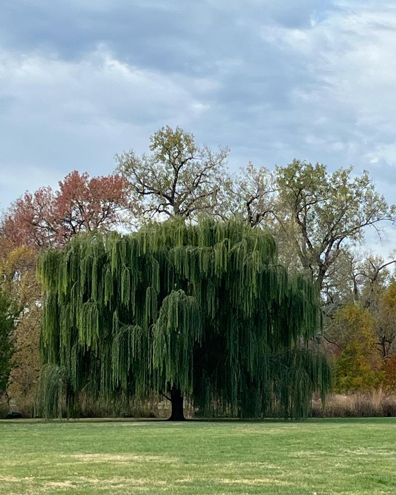 Weeping Willow Woes