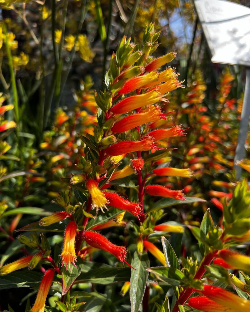 Candy Corn Plant