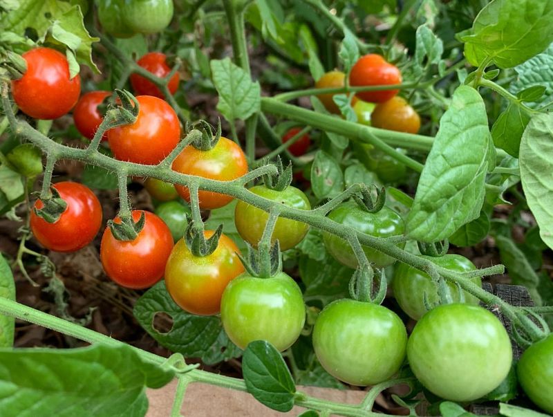 Cherry Tomatoes