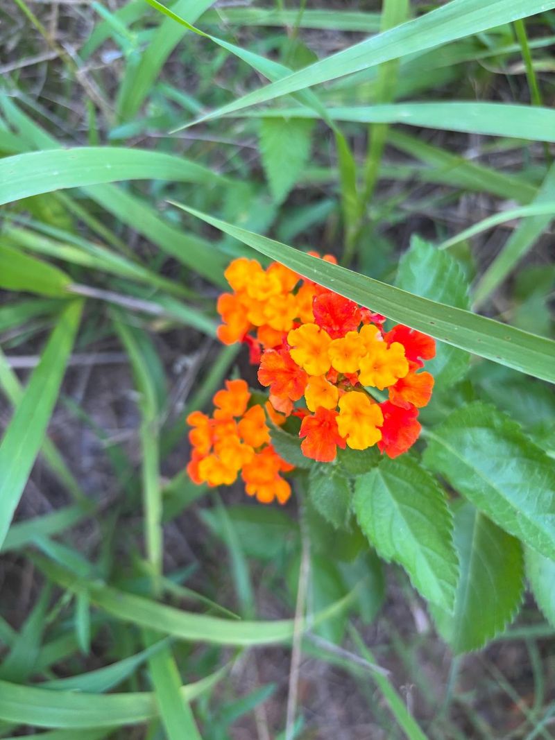 Texas Lantana (Lantana urticoides)