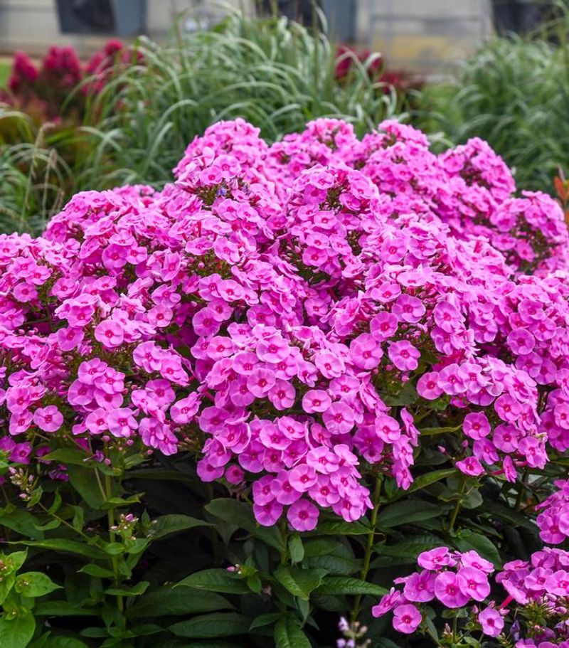 Garden Phlox