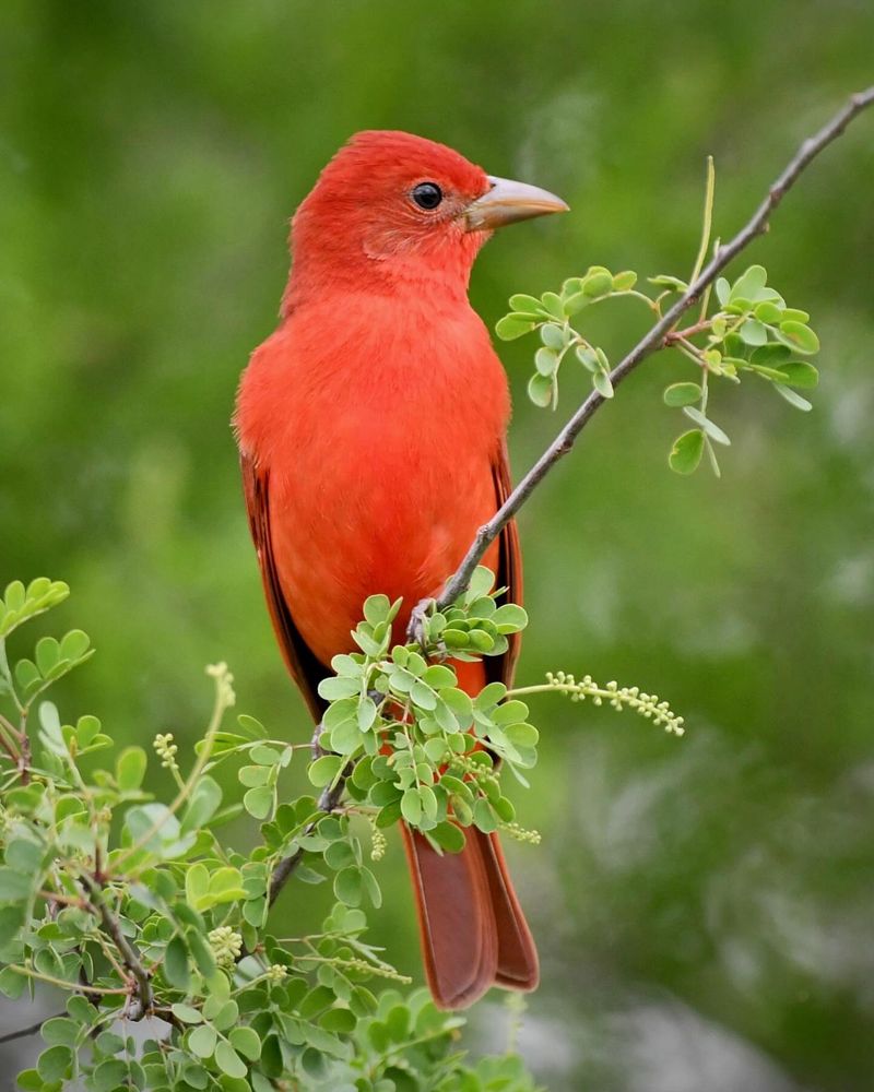 Summer Tanager
