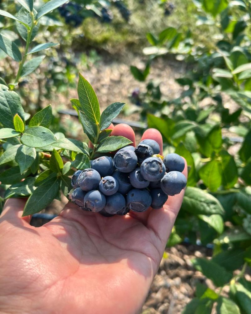 Blueberries