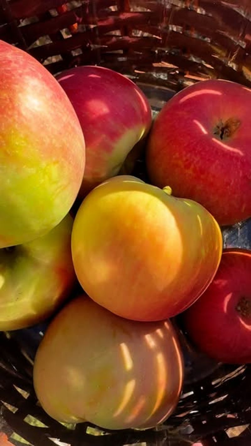 Apples