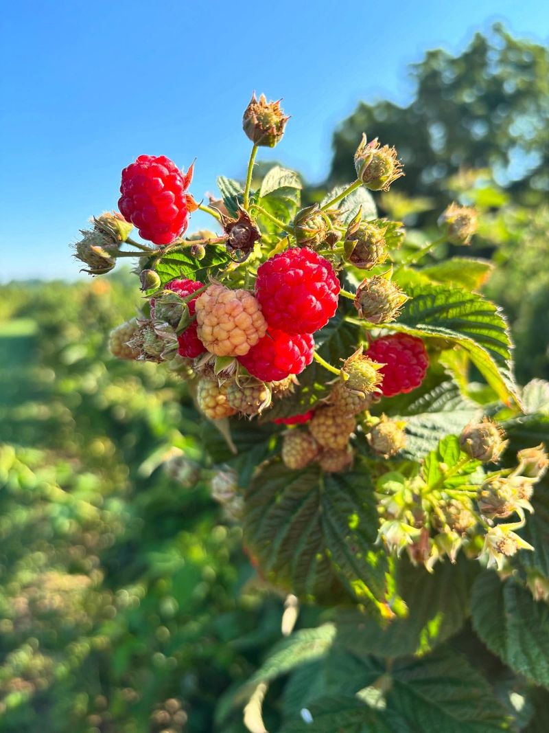 Raspberries