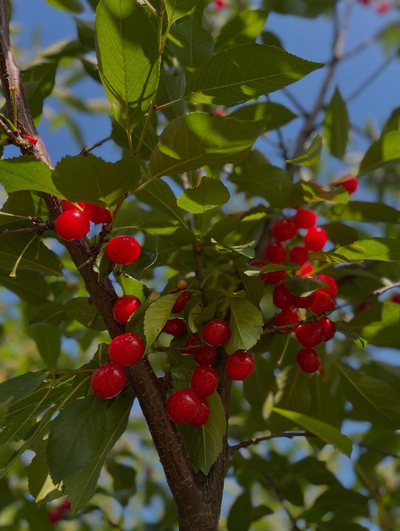 Paw-Picking Cherries