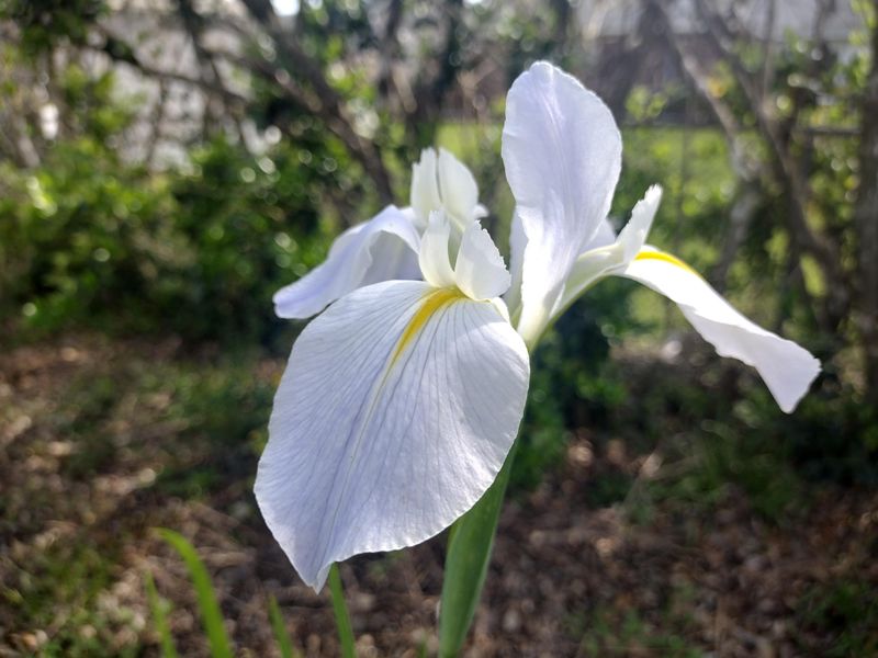 Louisiana Iris (Iris giganticaerulea)