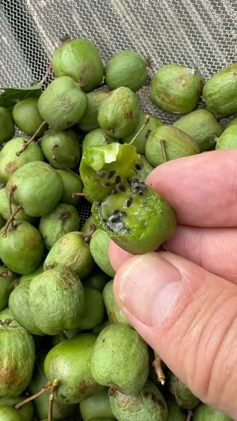 Kiwi