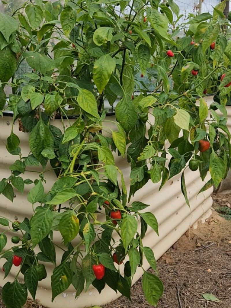 Hot Peppers