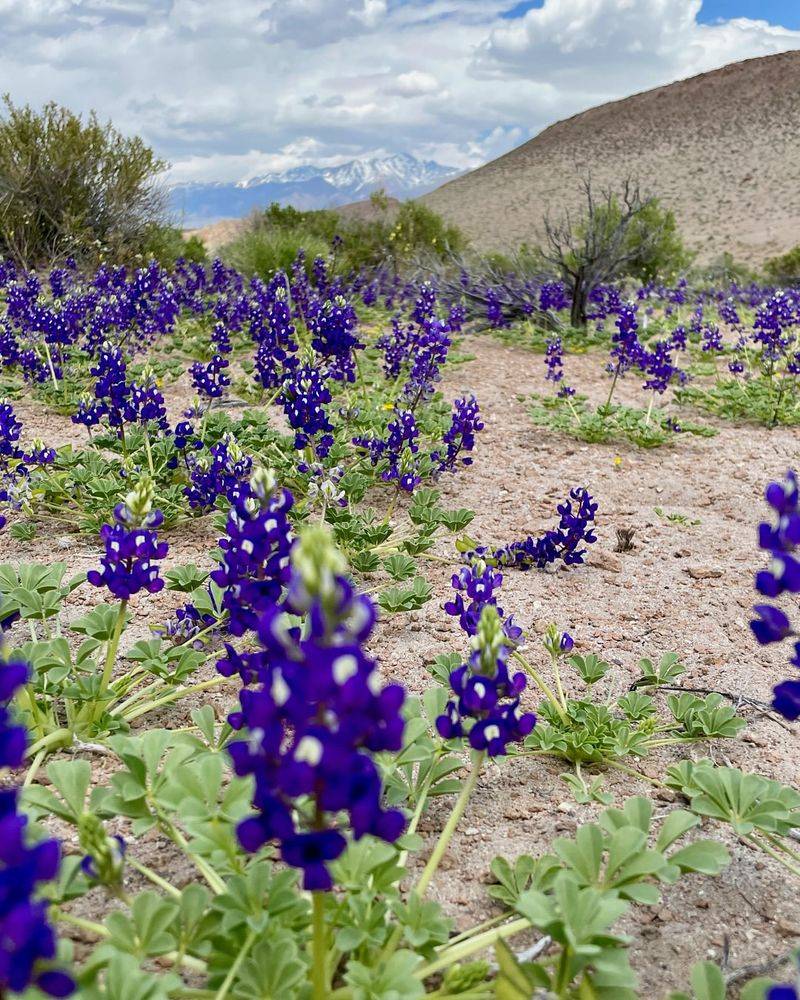 Desert Lupine