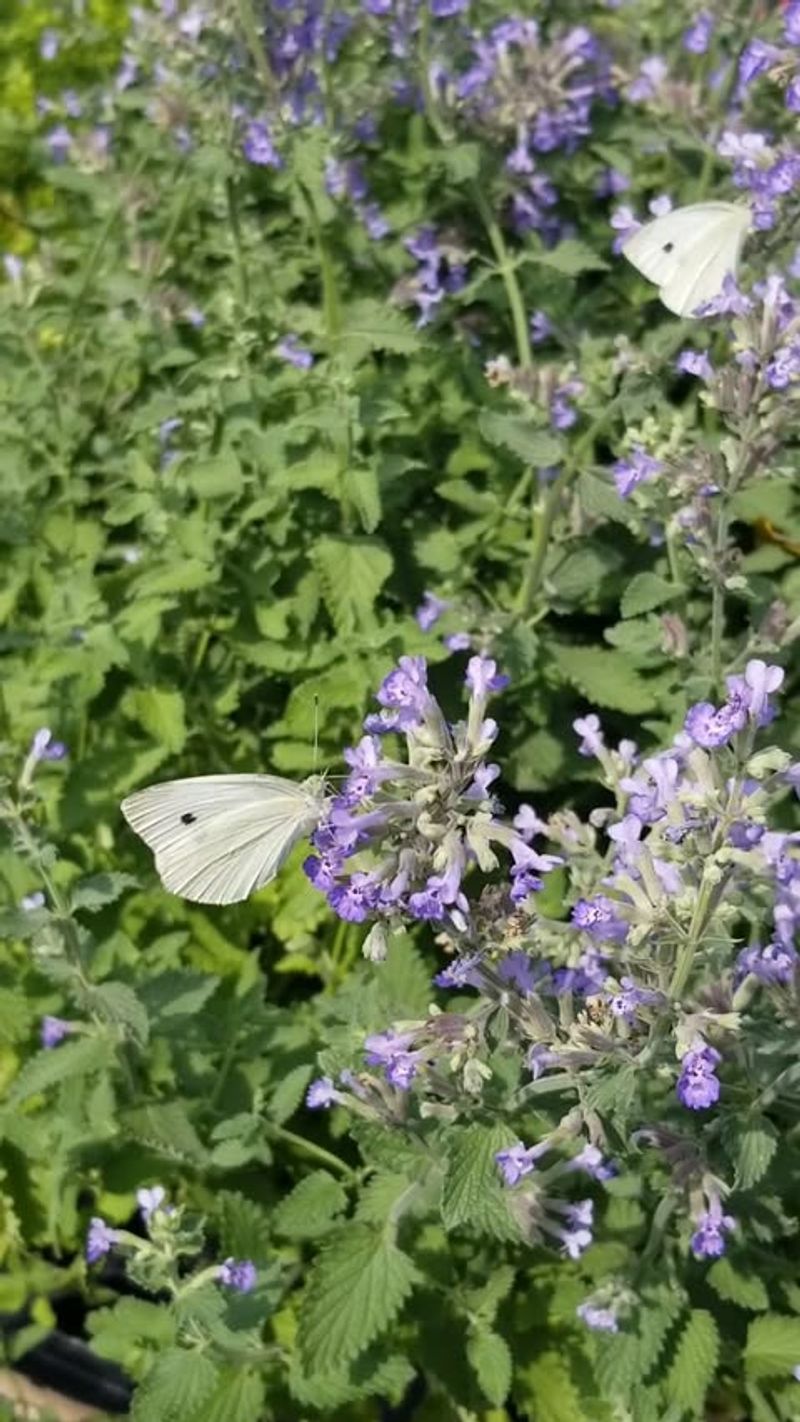 Catmint