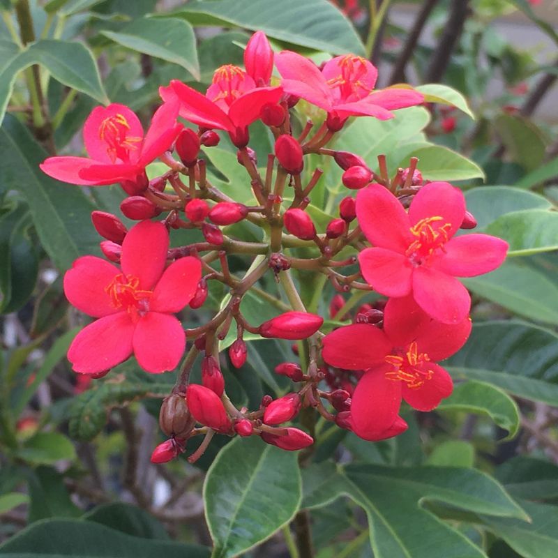 Jatropha
