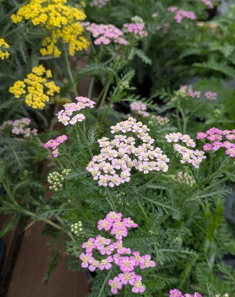 Yarrow