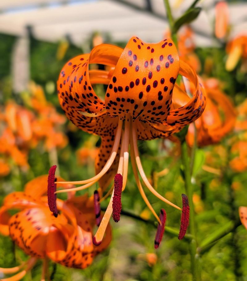 Tiger Lily