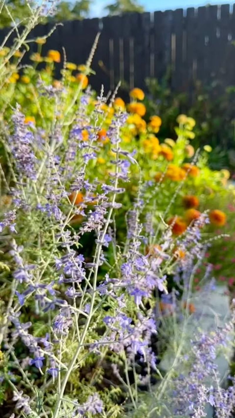 Russian Sage