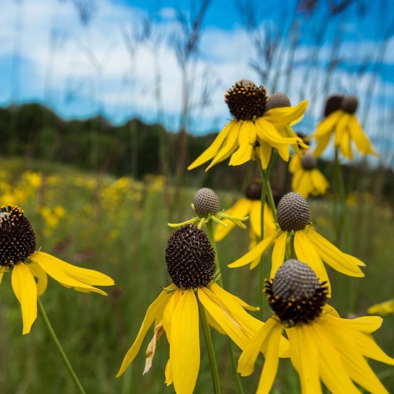 Prairie Coneflower
