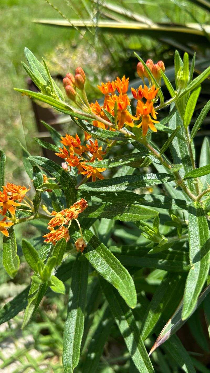 Milkweed