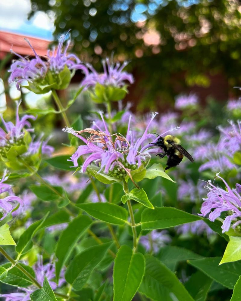 Wild Bergamot