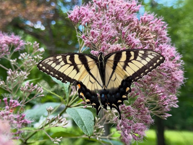 Joe-Pye Weed (Eutrochium purpureum)