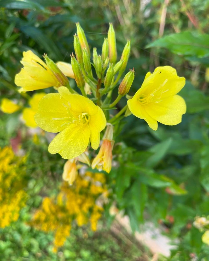 Evening Primrose (Oenothera)