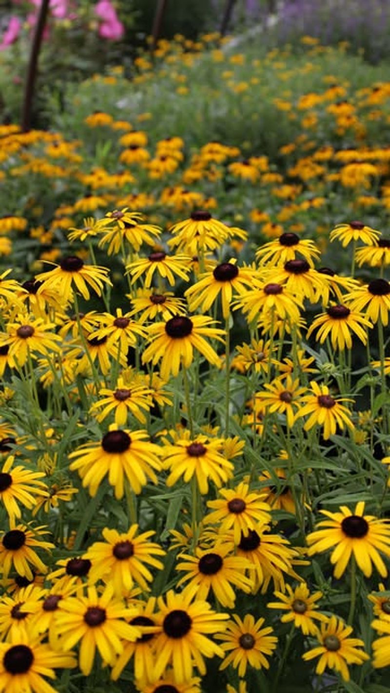 Black-Eyed Susan Drifts For Reliable Color