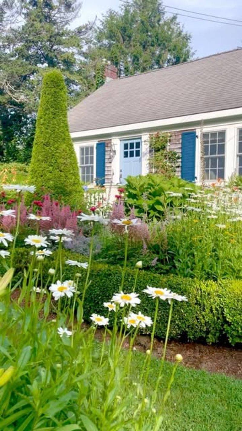 Shasta Daisy