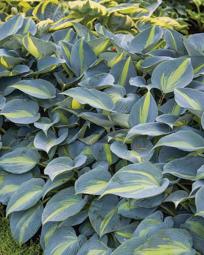 Hosta: The Foliage Superstar