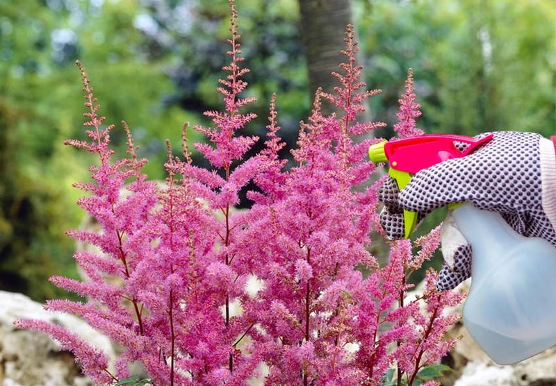Astilbe: Feathery Plumes For Shady Corners