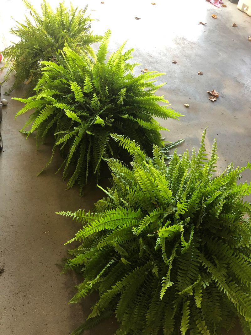 Ferns