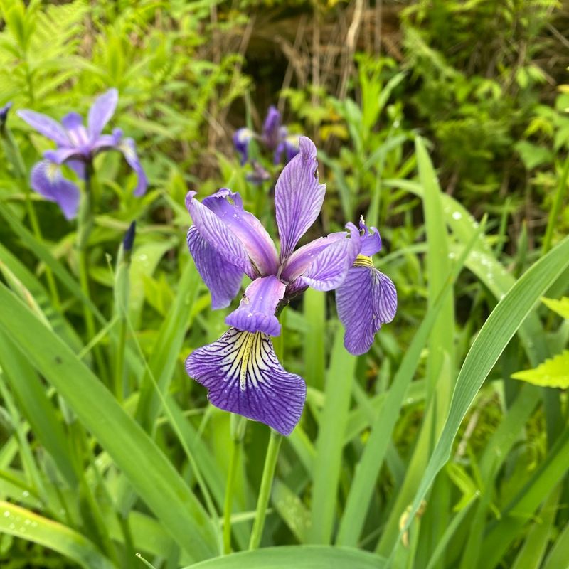 Iris
