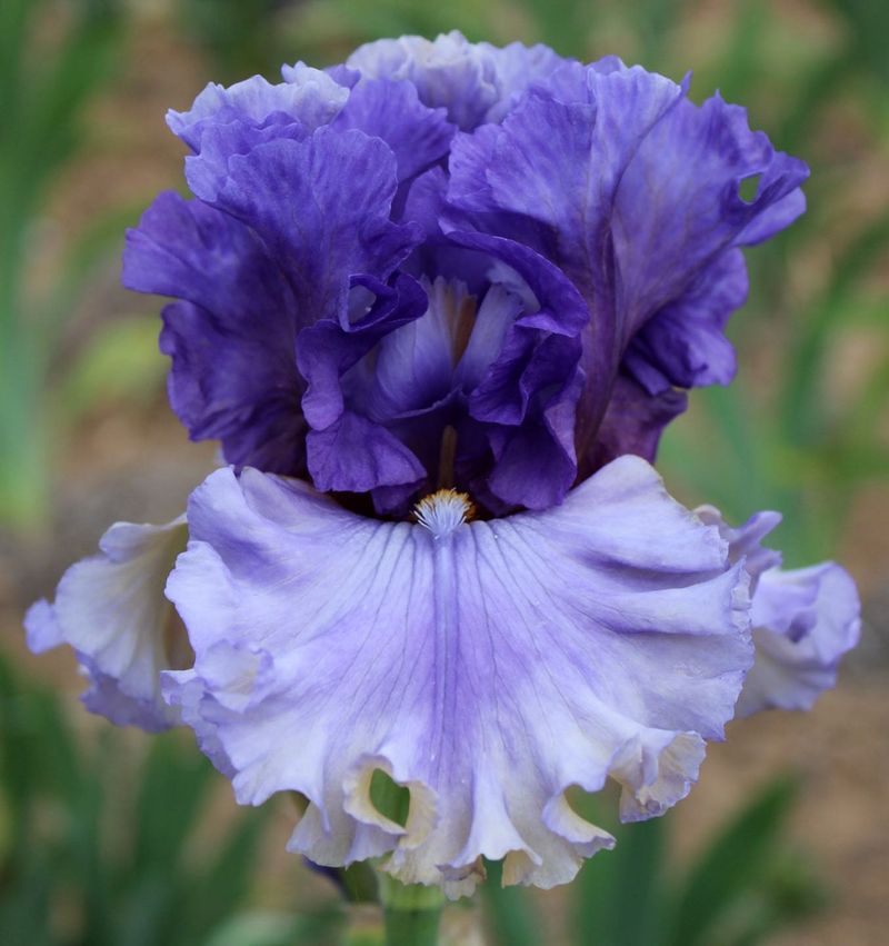 Bearded Irises Resist Late Summer Digging