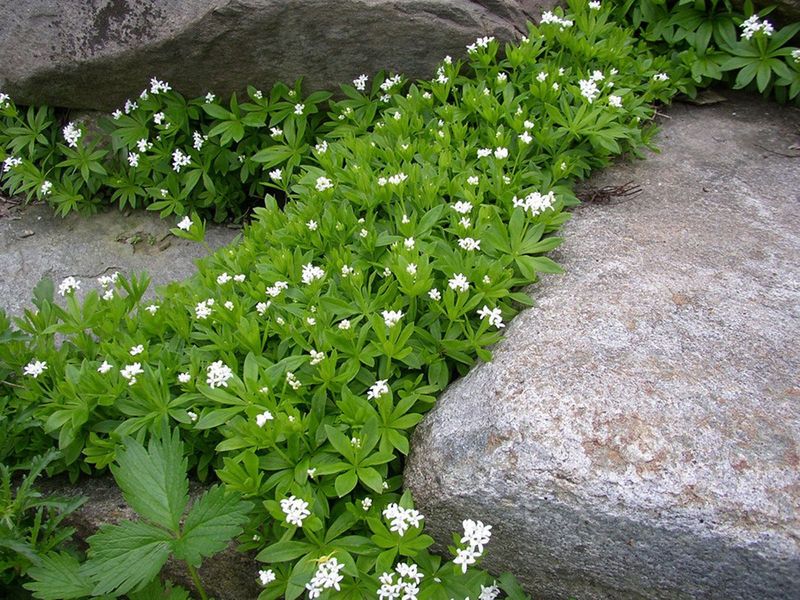 Transform Shady Areas With Sweet Woodruff