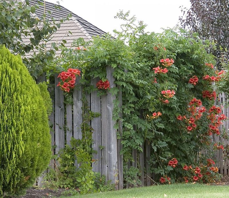 Create Temporary Privacy With Fast-Growing Vines