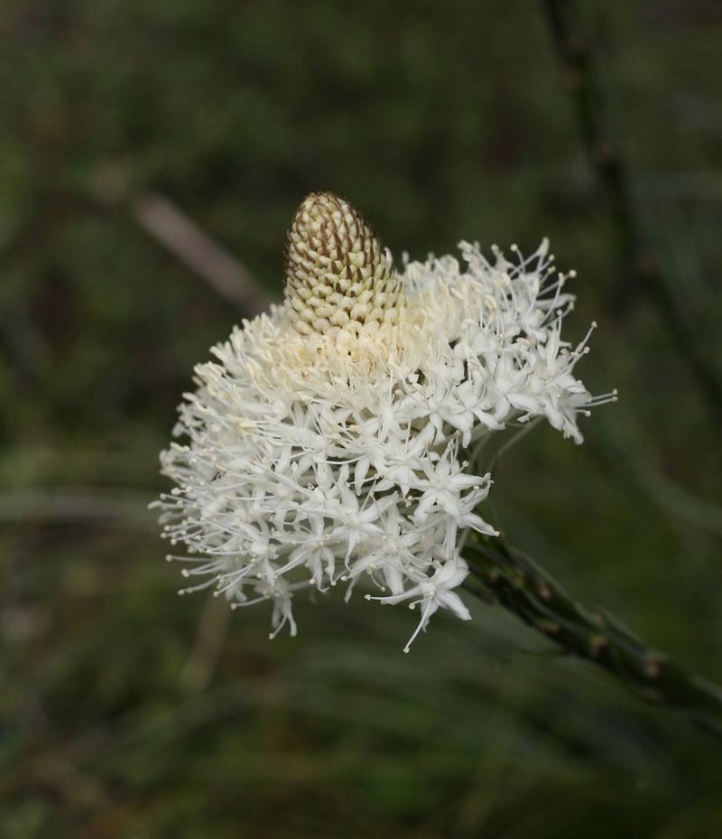 Beargrass