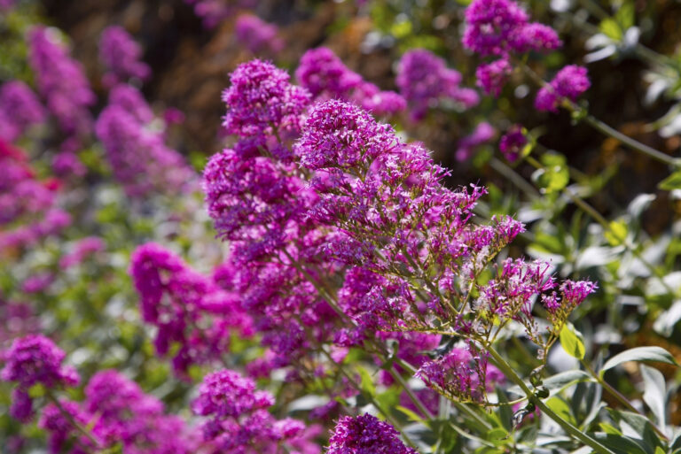 butterfly bush (featured image)