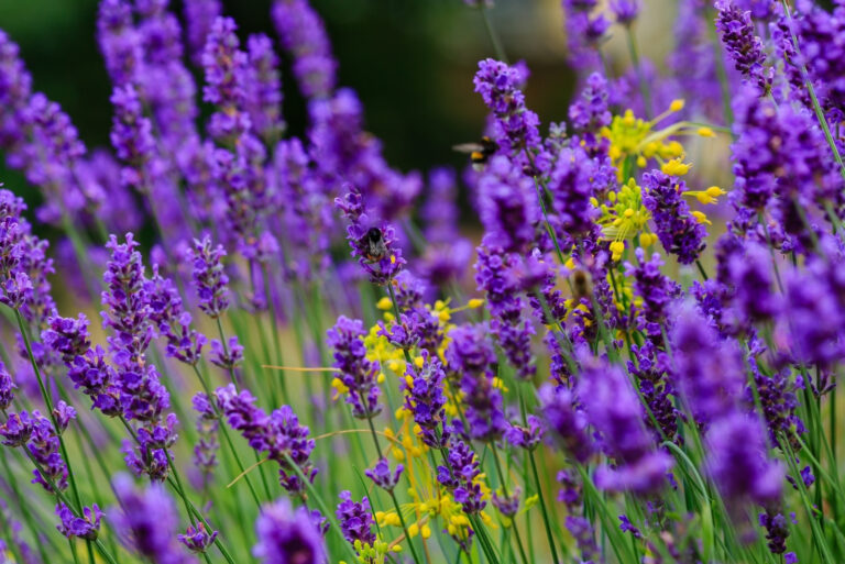 Lavender (featured image)