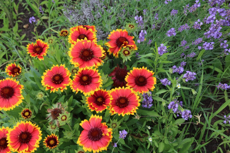 Gaillardia (featured image)