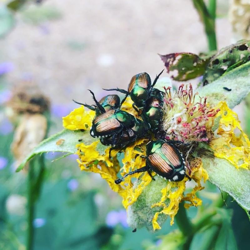 Japanese Beetle Invasion