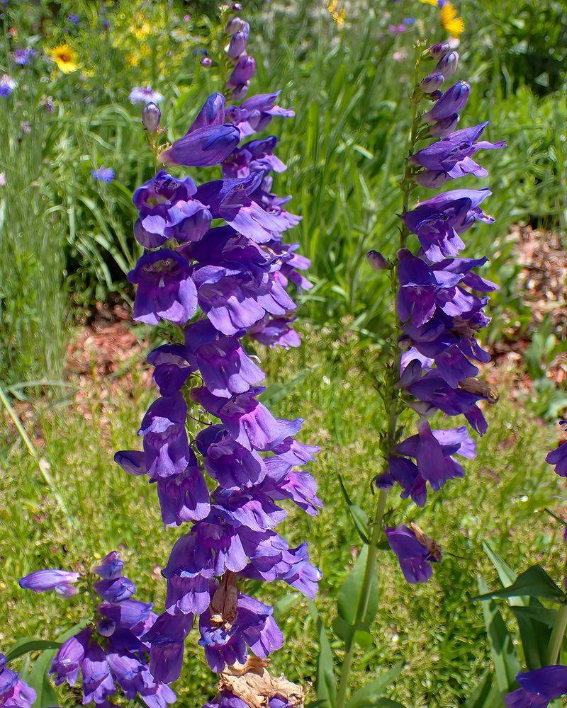 Rocky Mountain Penstemon