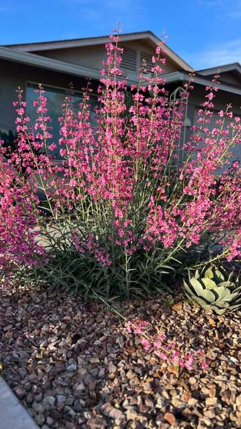 Parry's Penstemon (Penstemon parryi)
