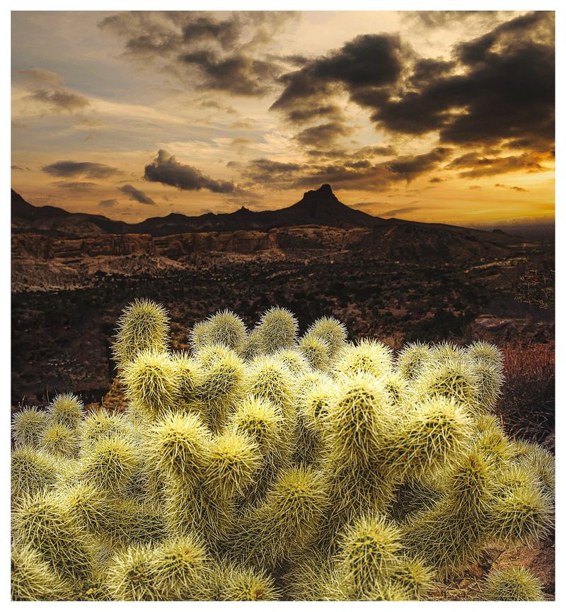 Cholla Cactus (Cylindropuntia)