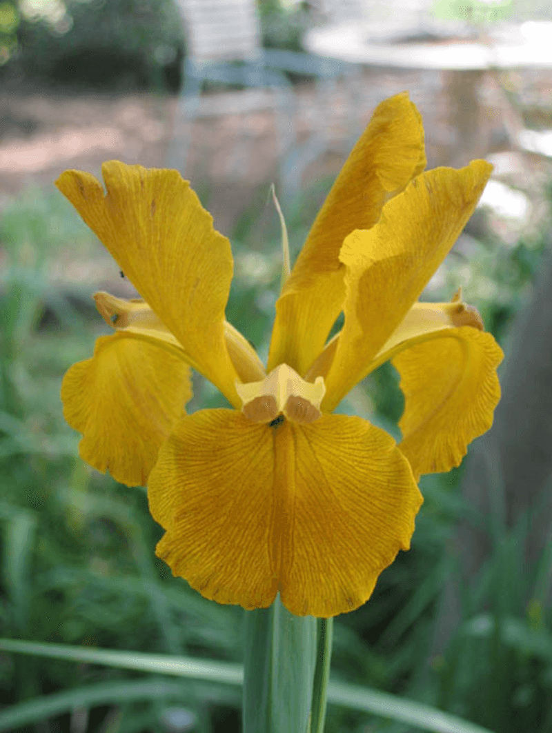 Spuria Iris