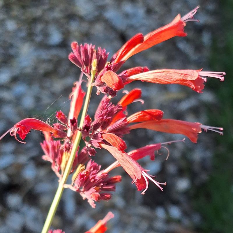 Sunset Hyssop (Agastache rupestris)