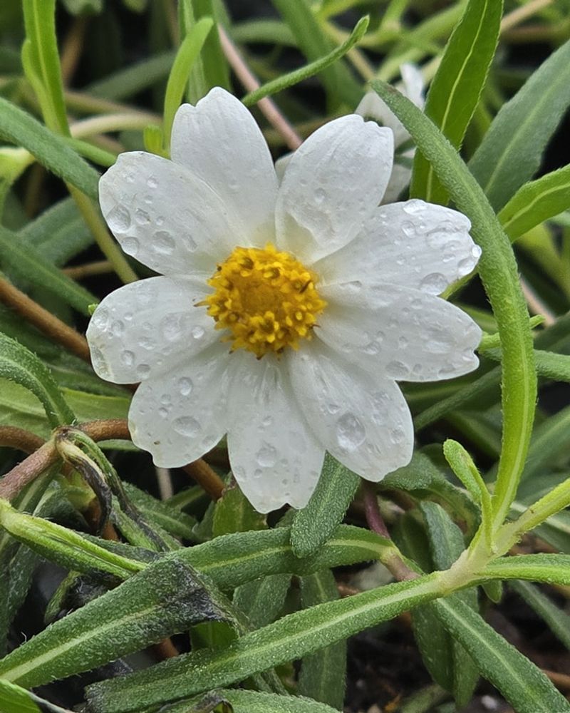 Blackfoot Daisy