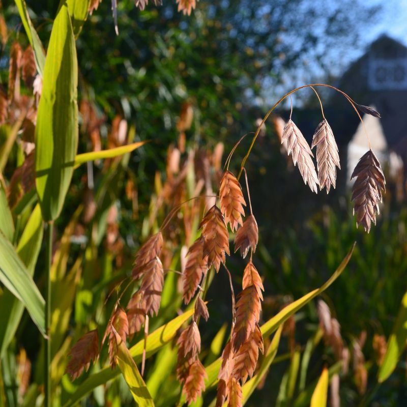 River Oats (Chasmanthium latifolium)